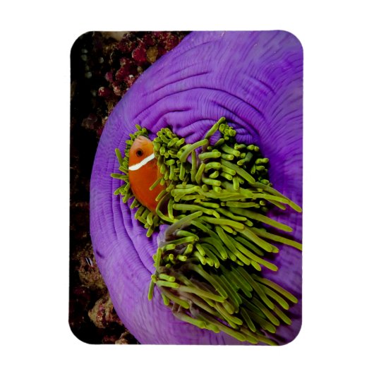 Anemonefische und große Anemone Magnet (Vertikal)
