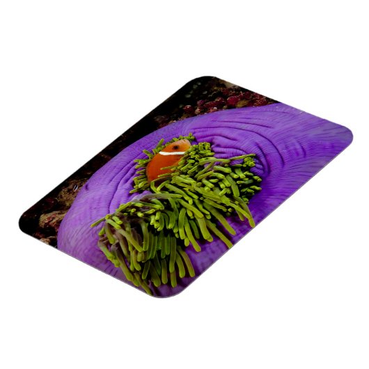 Anemonefische und große Anemone Magnet (Linke Seite)