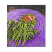 Anemonefische und große Anemone Notizblock (Vorderseite)