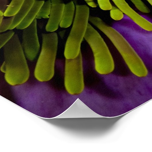 Anemonefische und große Anemone Poster (Ecke)