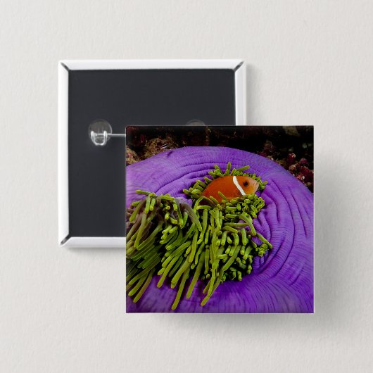 Anemonefish und große Anemone Button (Vorne & Hinten)