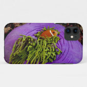 Anemonefish und große Anemone Case-Mate iPhone Hülle (Rückseite (Horizontal))