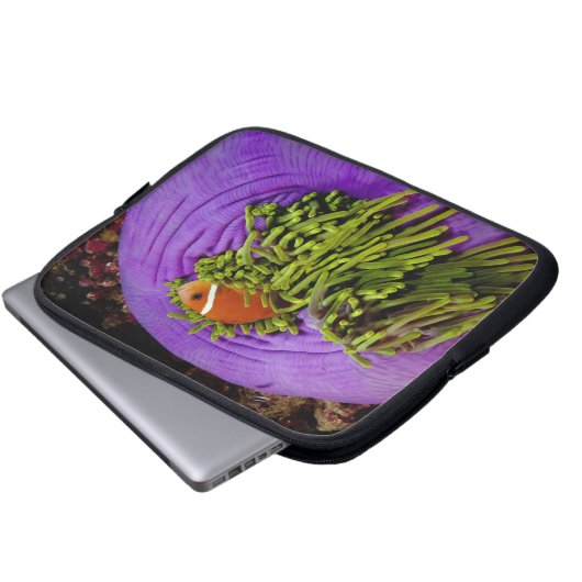 Anemonefish und große Anemone Laptopschutzhülle (Vorne Knopf)