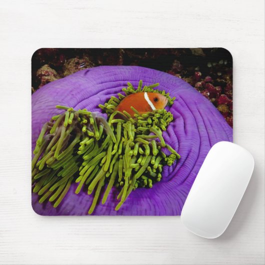 Anemonefish und große Anemone Mousepad (Mit Mouse)