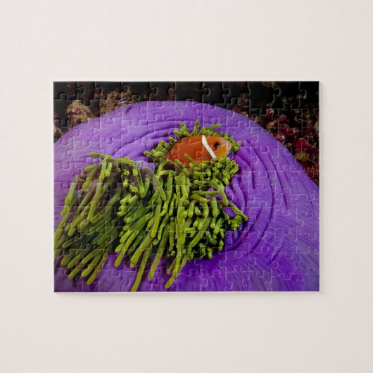 Anemonefish und große Anemone Puzzle (Horizontal)