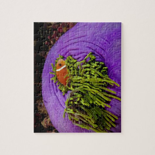 Anemonefish und große Anemone Puzzle (Vertikal)