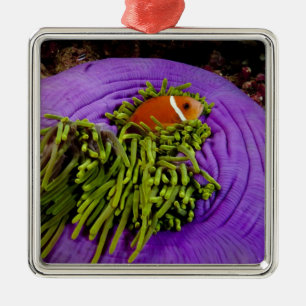 Anemonefish und große Anemone Silbernes Ornament