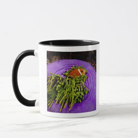 Anemonefish und große Anemone Tasse (Links)