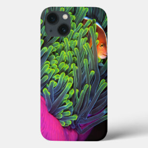 Anemonen-Fische, die in der Anemone, Mosambik 2 Case-Mate iPhone Hülle