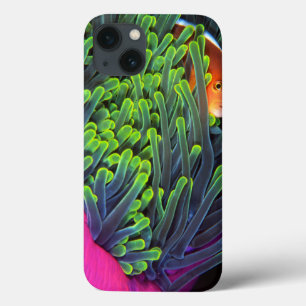 Anemonen-Fische, die in der Anemone, Mosambik 2 iPhone 13 Hülle