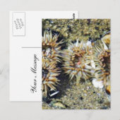 Anemonen Gezeitenpools Sand Postkarte (Vorne/Hinten)