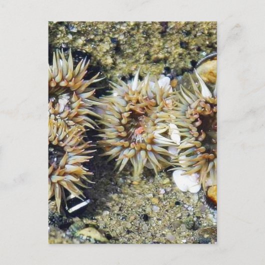 Anemonen Gezeitenpools Sand Postkarte (Vorderseite)