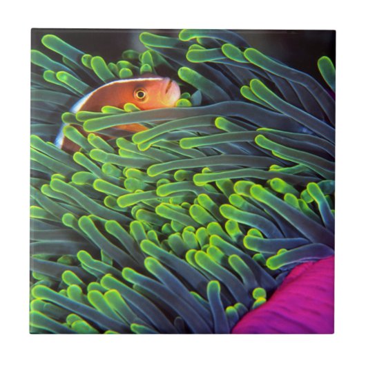 Anemonenfisch im Anemone, Mosambik 2 Fliese (Vorderseite)