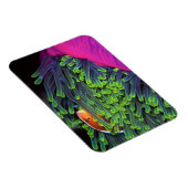 Anemonenfisch im Anemone, Mosambik 2 Magnet (Rechte Seite)