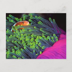 Anemonenfisch im Anemone, Mosambik 2 Postkarte