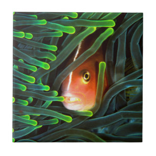 Anemonenfisch versteckt sich in Anemone, Mosambik Fliese