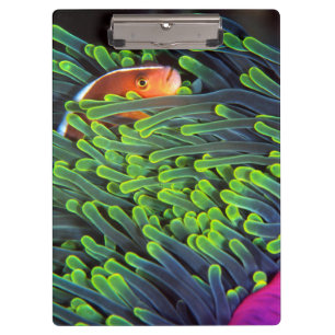 Anemonenfisch versteckt sich in Anemone, Mosambik Klemmbrett