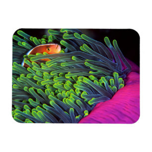 Anemonenfisch versteckt sich in Anemone, Mosambik  Magnet
