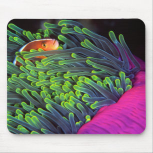 Anemonenfisch versteckt sich in Anemone, Mosambik  Mousepad