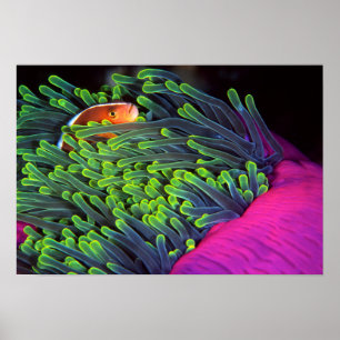 Anemonenfisch versteckt sich in Anemone, Mosambik Poster