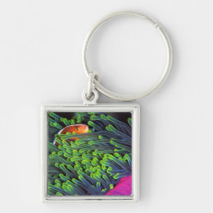 Anemonenfisch versteckt sich in Anemone, Mosambik Schlüsselanhänger