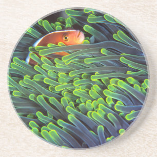 Anemonenfisch versteckt sich in Anemone, Mosambik Untersetzer