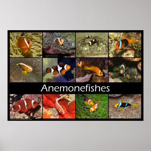 Anemonenfische / Clownfische Poster (Vorne)