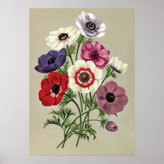 Anemonenposter Poster (Vorne)