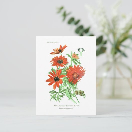 Anemonhortensis Postkarte (Stehend Vorderseite)