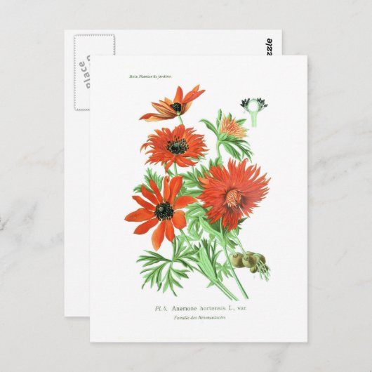 Anemonhortensis Postkarte (Vorne/Hinten)
