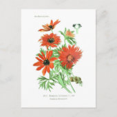 Anemonhortensis Postkarte (Vorderseite)