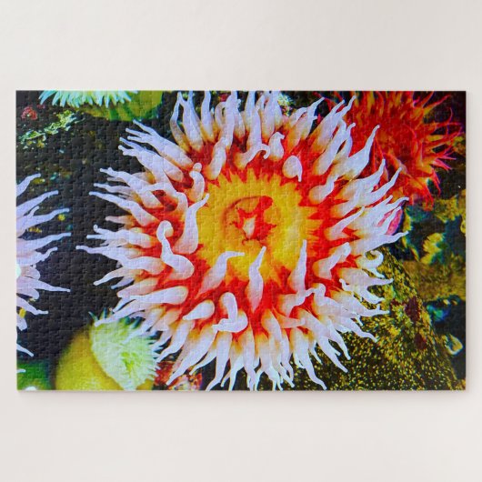 Anemonie Puzzle (Horizontal)
