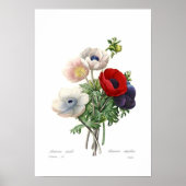 Anemonies Poster (Vorne)