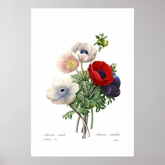 Anemonies Poster (Vorne)