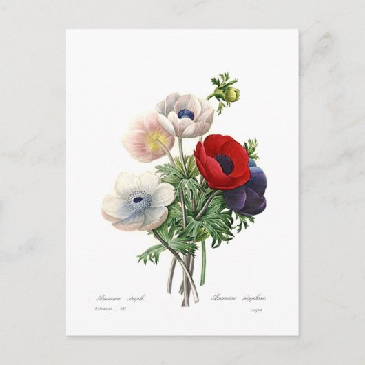 Anemonies Postkarte (Vorderseite)