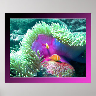 Anenome mit seinen Schützen - Palau Poster