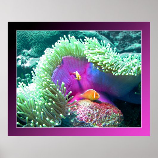 Anenome mit seinen Schützen - Palau Poster (Vorne)