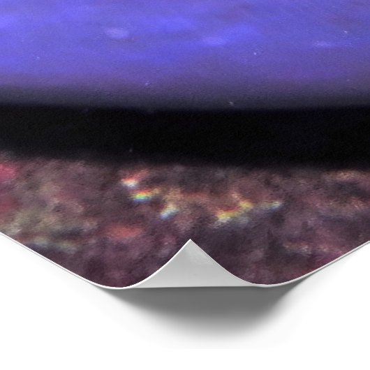 Anenomefisch in Anenome Poster (Ecke)