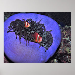 Anenomefisch in Anenome Poster