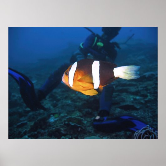 Anenomefish and Diver Poster (Vorne)