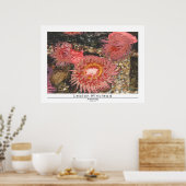 Anenomes Poster (Küche)