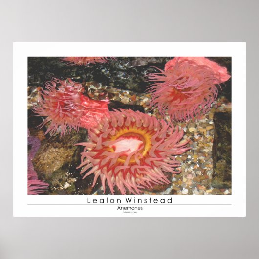 Anenomes Poster (Vorne)