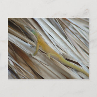 Aneole Lizard Postkarte
