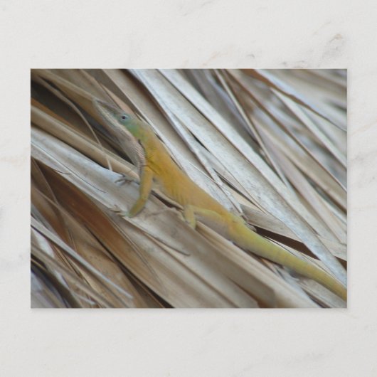 Aneole Lizard Postkarte (Vorderseite)