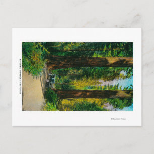 Anfahrt durch den Riesenwald, Redwood Postkarte