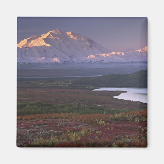 Anfang September im Nationalpark Denali aufgenomme Magnet (Vorne)