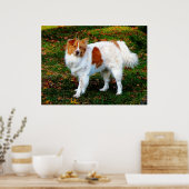 ANFANG UNTER $20 - Collie on Lawn Poster (Küche)