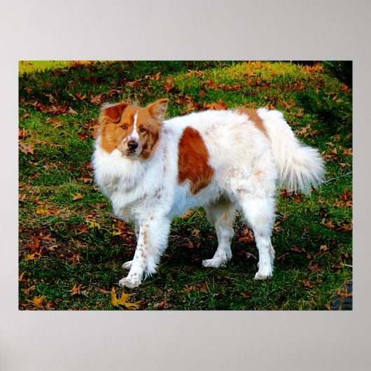 ANFANG UNTER $20 - Collie on Lawn Poster (Vorne)