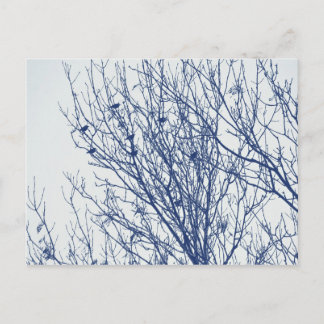 Anfänge in einem Tree - Cyanotypeffekt Postkarte