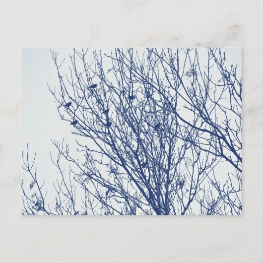 Anfänge in einem Tree - Cyanotypeffekt Postkarte (Vorderseite)